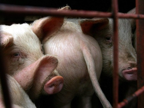 Porcs maltraités: des preuves irréfutables, selon la fondation Mart