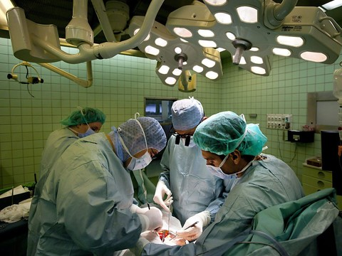 Des porcs génétiquement modifiés pour être donneurs d'organes