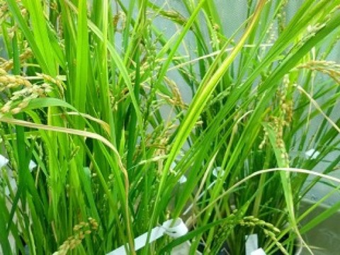 EPFZ: nouveau riz OGM enrichi pour combattre la 