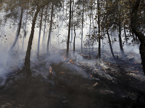 Près de 1800 pompiers portugais mobilisés à la veille d'un week-end caniculaire