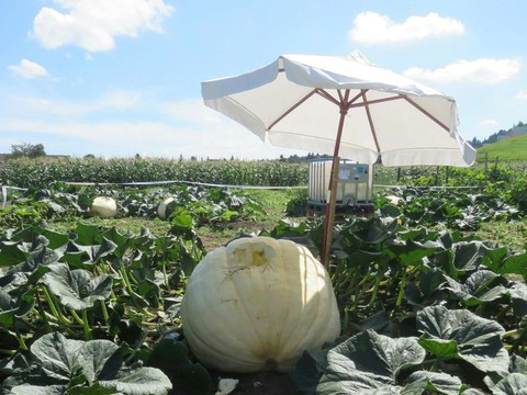 Des inconnus endommagent une courge de 400 kg à Nesselnbach (AG)