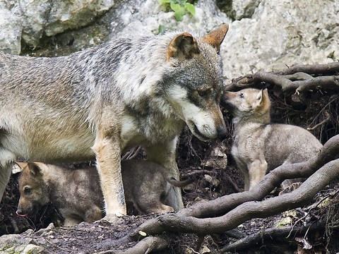 Nouvelle naissance de louveteaux au Tessin