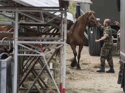Les chevaux de l'éleveur thurgovien seront vendus