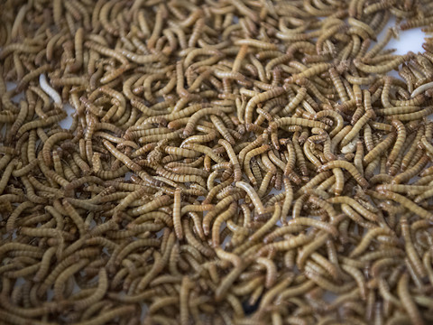 Des insectes disponibles en Suisse dès la semaine prochaine