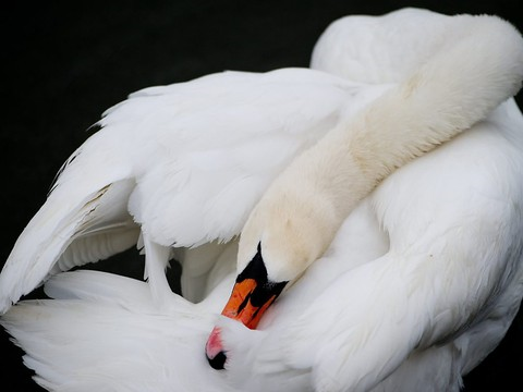 La grippe aviaire tue deux cygnes à Yverdon-les-Bains (VD)