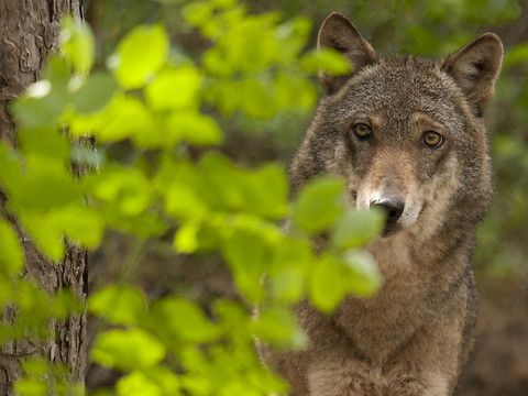 L'initiative des paysans uranais contre le loup a abouti