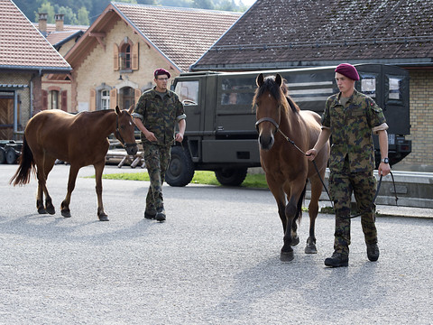 Soupçons d'angine du cheval au Centre vétérinaire de l'armée