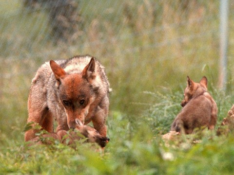 Louve inconnue jusqu'ici en Suisse identifiée en Valais