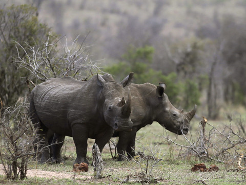 Peu d'acheteurs aux enchères controversées de cornes de rhinocéros