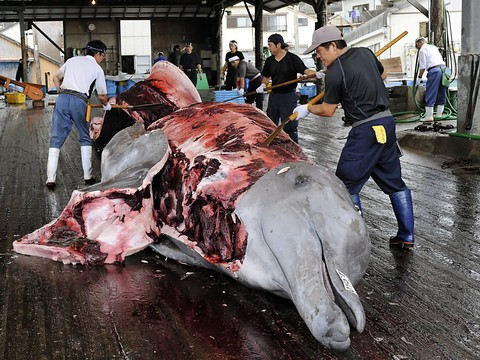 Sea Shepherd renonce à traquer les baleiniers japonais
