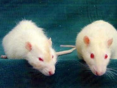 Les rats non plus ne sont pas égaux face à l'alcool