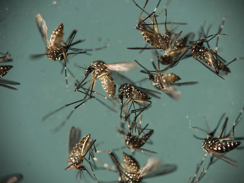 Des millions de moustiques contre la dengue et le zika à Rio