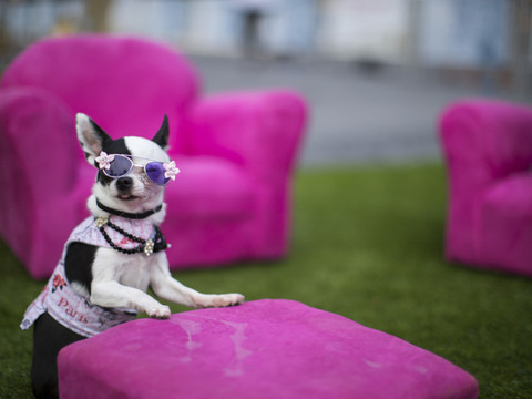 Des bâtards et des chihuahuas dans les foyers suisses