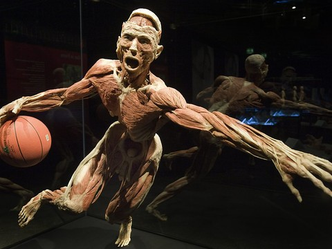 Polémique à Genève autour de l'exposition Body Worlds