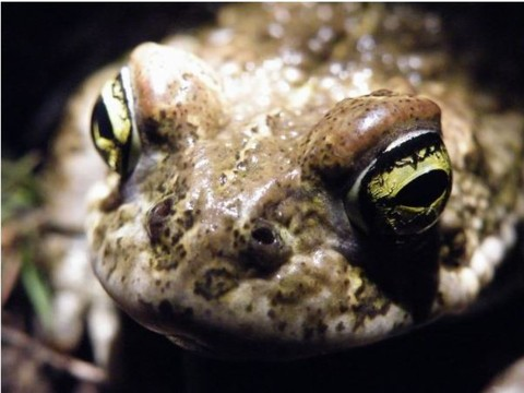 Le crapaud calamite possède désormais son petit paradis