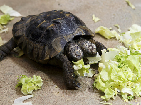 La mascotte du Muséum de Genève souffle ses 20 bougies