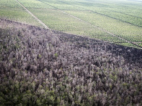 Appel pour moins de produits contenant de l'huile de palme