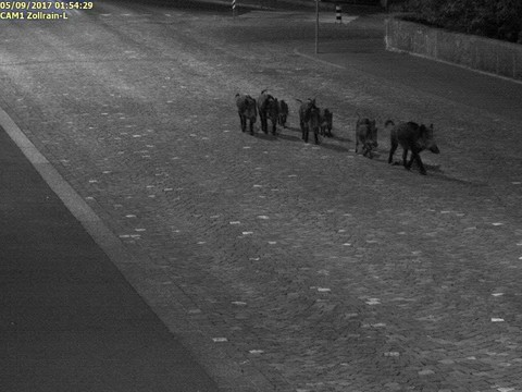 Une famille de sangliers se balade en ville d'Aarau