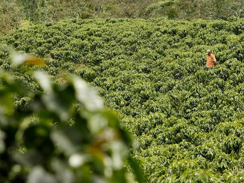 Réchauffement climatique: la production latino-américaine en danger