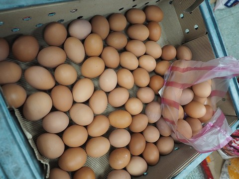 Oeufs contaminés: un système d'alerte européen à l'étude