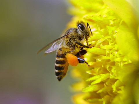 Travail de pollinisation des abeilles estimé à 350 millions par an