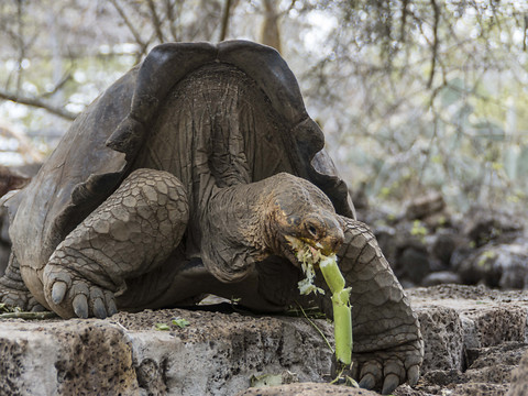 Programme de reproduction pour des tortues éteintes aux Galapagos