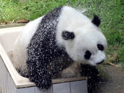 Le plus vieux panda du monde meurt à 37 ans