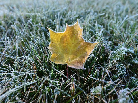 Premier gel au sol depuis le début de l'automne météorologique