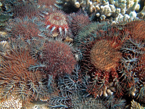 Un gastéropode géant contre l'étoile de mer dévoreuse de coraux