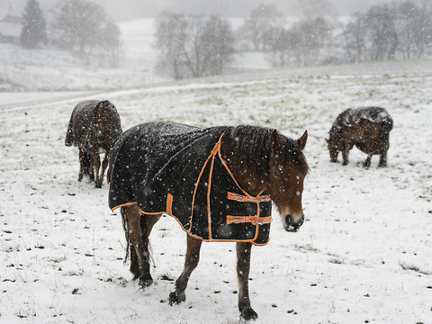 La police empêche un transport de chevaux près de Davos (GR)
