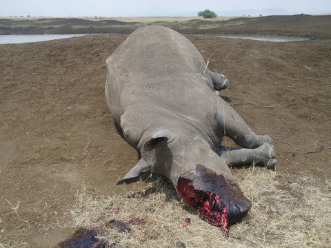 Des cornes de rhinocéros transformées en bijoux par des trafiquants