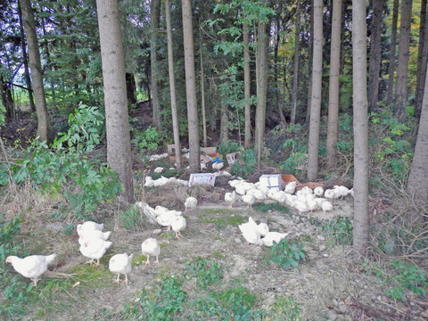 Condamnation pour abandon de 150 poulets en forêt