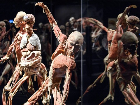 L'exposition Body Worlds ouvre ses portes sur fond de polémique