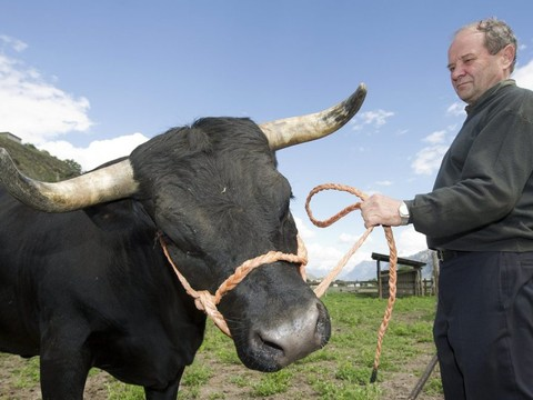 Le Conseil des Etats rejette l'initiative pour les vaches à cornes