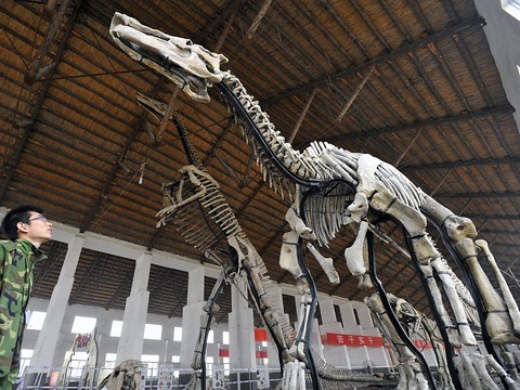 Des crustacés au menu de certains dinosaures du crétacé