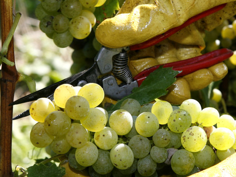 Vigneron de La Côte condamné pour vente de moût illégal