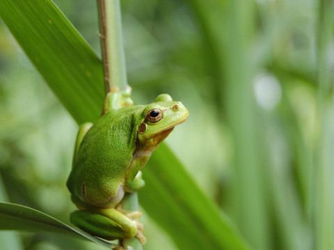 La Suisse contient davantage de milieux naturels protégés
