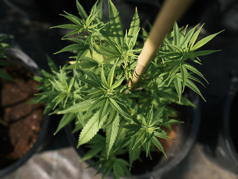 Un Röstigraben en matière de pénalisation du cannabis