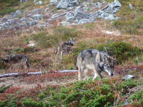 Une deuxième meute de loups soupçonnée en Valais
