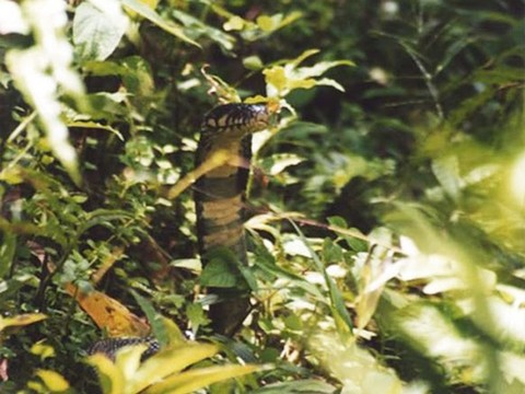 Le cobra noir de l'île de Sao Tomé est une espèce propre