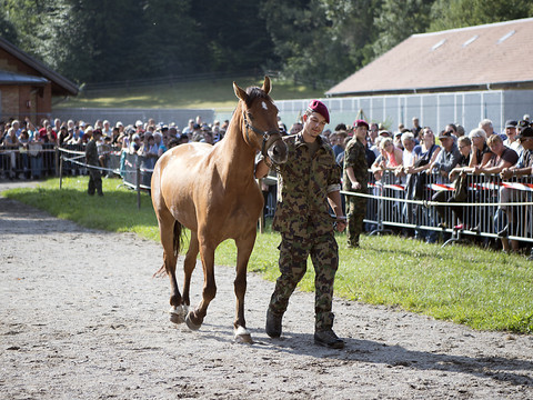 Une quarantaine de chevaux de Hefenhofen (TG) mis en vente mercredi