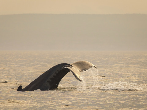 Les baleines noires décimées par l'activité humaine