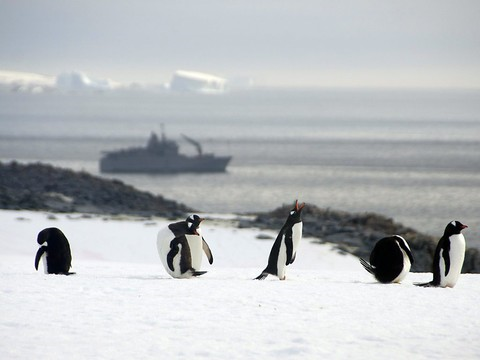 Nouvelles négociations pour un sanctuaire marin en Antarctique
