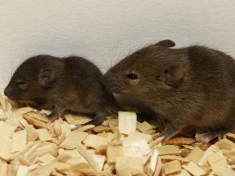 Gène architecte impliqué dans l'assimilation du lait maternel