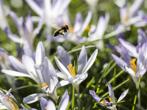 Des fleurs produisent un 