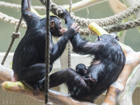 Etude de l'Uni de Neuchâtel sur les chimpanzés du zoo de Bâle