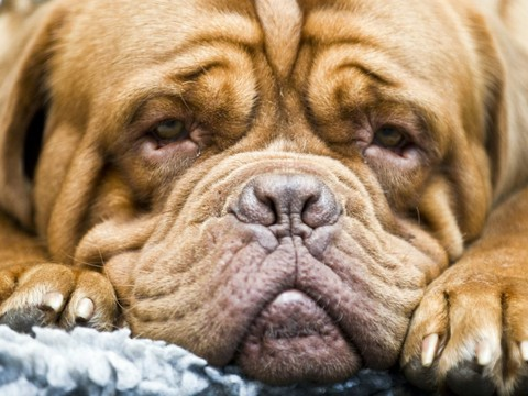 Le chien utiliserait des mimiques pour communiquer avec l'humain