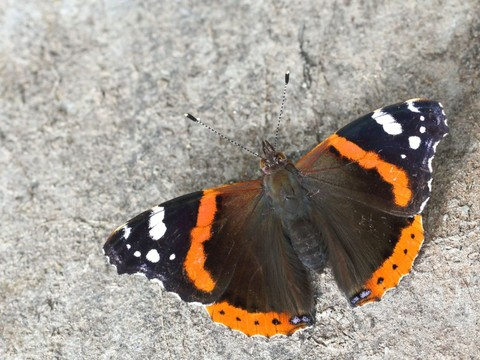 Chercheurs bernois sur les traces du papillon migrateur Vulcain