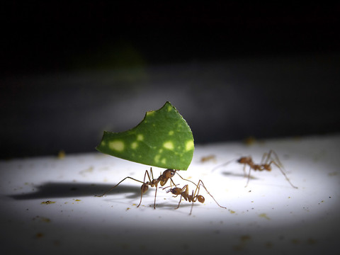 Des millions de fourmis au Muséum de Genève