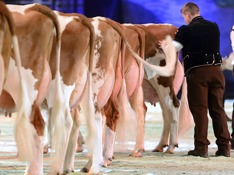 Les vaches d'exposition souffrent avec leurs tétines gonflées